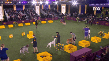 Junior Handlers