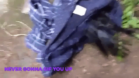 pernille abd-el dayem raven GIF