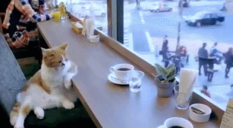 coffee cup GIF