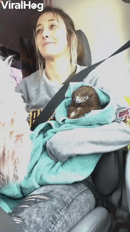 Hurt Hawk Rescued from Road