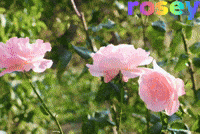 floralworlds2024 flowers floral rosey floral world GIF