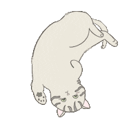 qbithecat cat yes what shocked Sticker