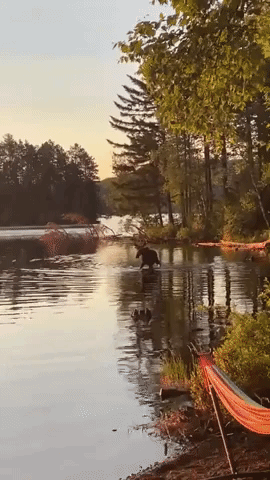 'I Could Barely Breathe': Woman Films Young Moose