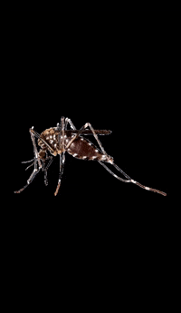 Care_Plus mosquito repellent careplus GIF