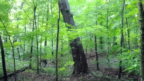 tree forest GIF