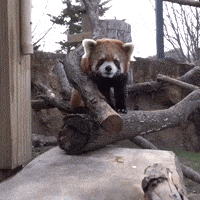 Red Pandas Enjoy Snack Time at Milwaukee County Zoo