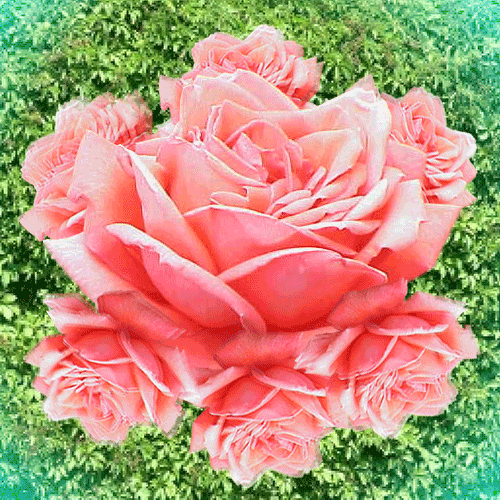 flowers roses GIF by Jeremy Sengly