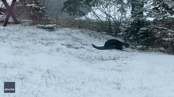 Otter Frolics in Freshly Fallen Snow in Northern Minnesota