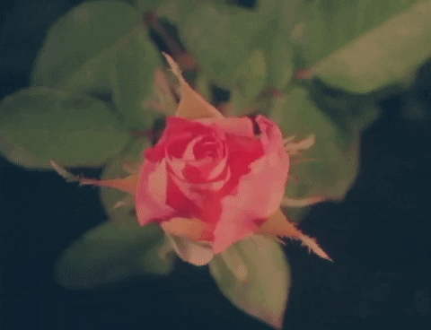 Blooming National Anthem GIF by Lana Del Rey