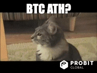 Cat Surprise GIF by ProBit Global