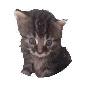 cute kitten STICKER by imoji