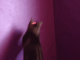 cat laser pointer GIF
