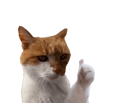 Cat Thumbs Up Sticker by Content Creation Agentur