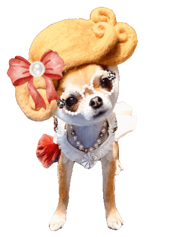 Chihuahua Chico Sticker