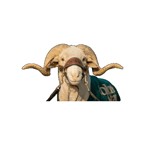 Cam The Ram Sticker by Colorado State University Online
