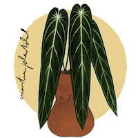 Queen Houseplant Sticker