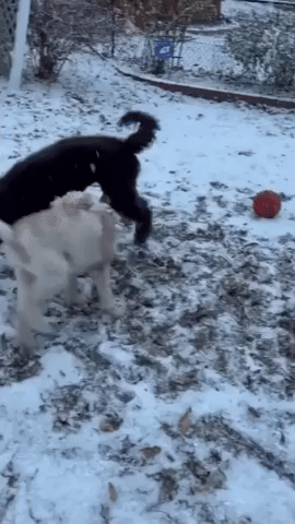 Dogs Play in Snowy Minnesota Weather