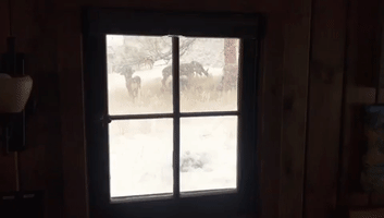 Deer Huddle Under Tree During Late-Season Snowfall in Colorado's Estes Park