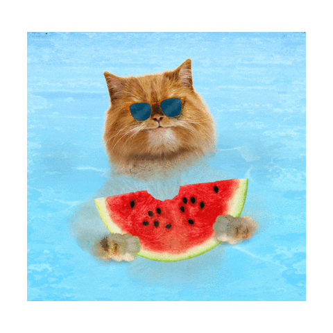 Watermelon Uae Sticker by Visit Ras Al Khaimah RAKTDA