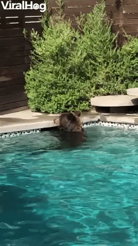 Bear Takes a Dip in Backyard Pool