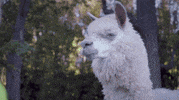 alpaca snot GIF by Tacoma FD