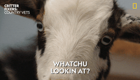 Oh My God Reaction GIF by Nat Geo Wild