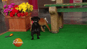 dog GIF by Rachael Ray Show