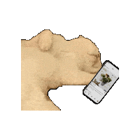 Cat Sleeping Sticker by ZUS Coffee