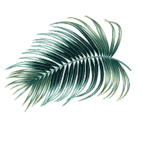 maderooceanclub curacao madero blad madero ocean club Sticker