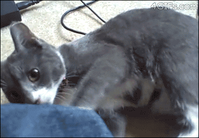 cat kicks GIF