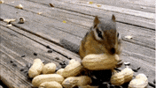 GIF by World’s Funniest