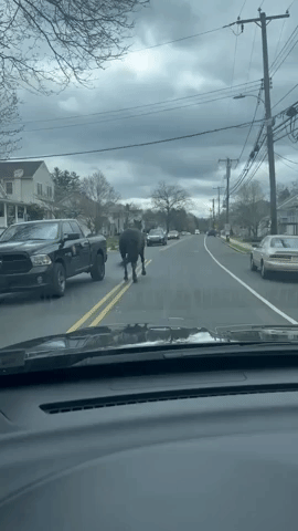 Officers Engage in 'Slow Pursuit' of Horses on Pennsylvania Street