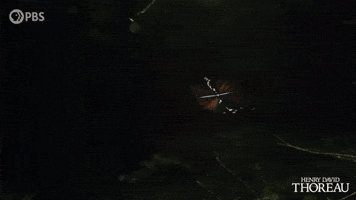 Simplify Henry David Thoreau GIF by PBS