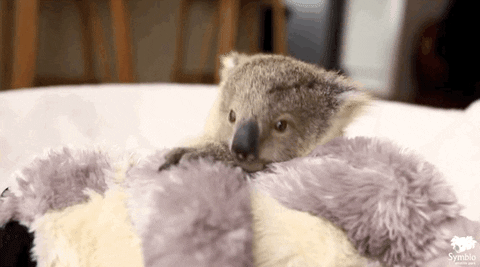 baby koala GIF