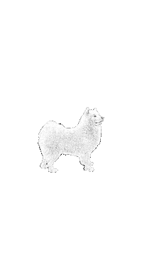 Samoyed Sticker