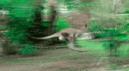 roo GIF