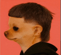 Mullet Dog Haircut GIF