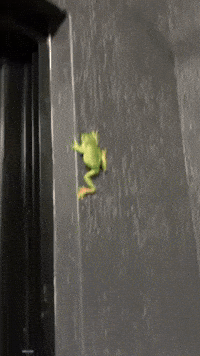 No Paps Please! Frog Takes a Leap at Camera