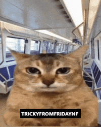 Cat Train GIF