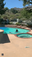 Beary Good Swimmers: Mamma Bear and Cub Take a Dip in California Pool