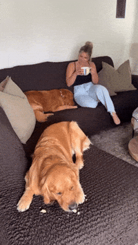 Dog Cheers GIF by mammamiacovers