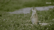 GIF by VICE DOES AMERICA