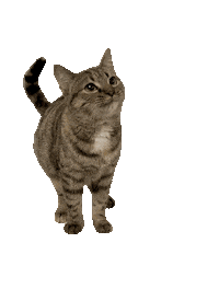 Hungry Cat Sticker by De Graafschap Dierenartsen