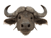 Robots Buffalo Sticker by Woodblock