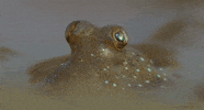 fish mudskipper GIF by Head Like an Orange