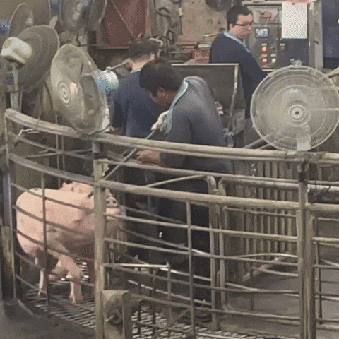 easttw giphyupload GIF
