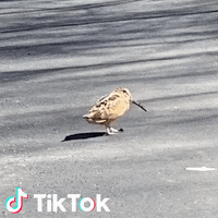 Disco Ballando GIF by TikTok Italia