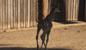 Fun Running GIF by Oakland Zoo