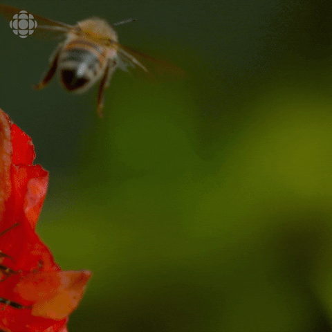 bad day no GIF by CBC