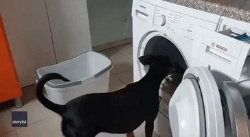 Helpful German Pinscher Empties Washing Machine